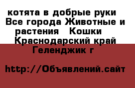 котята в добрые руки - Все города Животные и растения » Кошки   . Краснодарский край,Геленджик г.